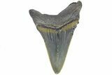 Serrated, Juvenile Megalodon Tooth - South Carolina #183030-1